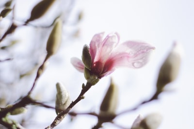 Pink flower close-up photography
